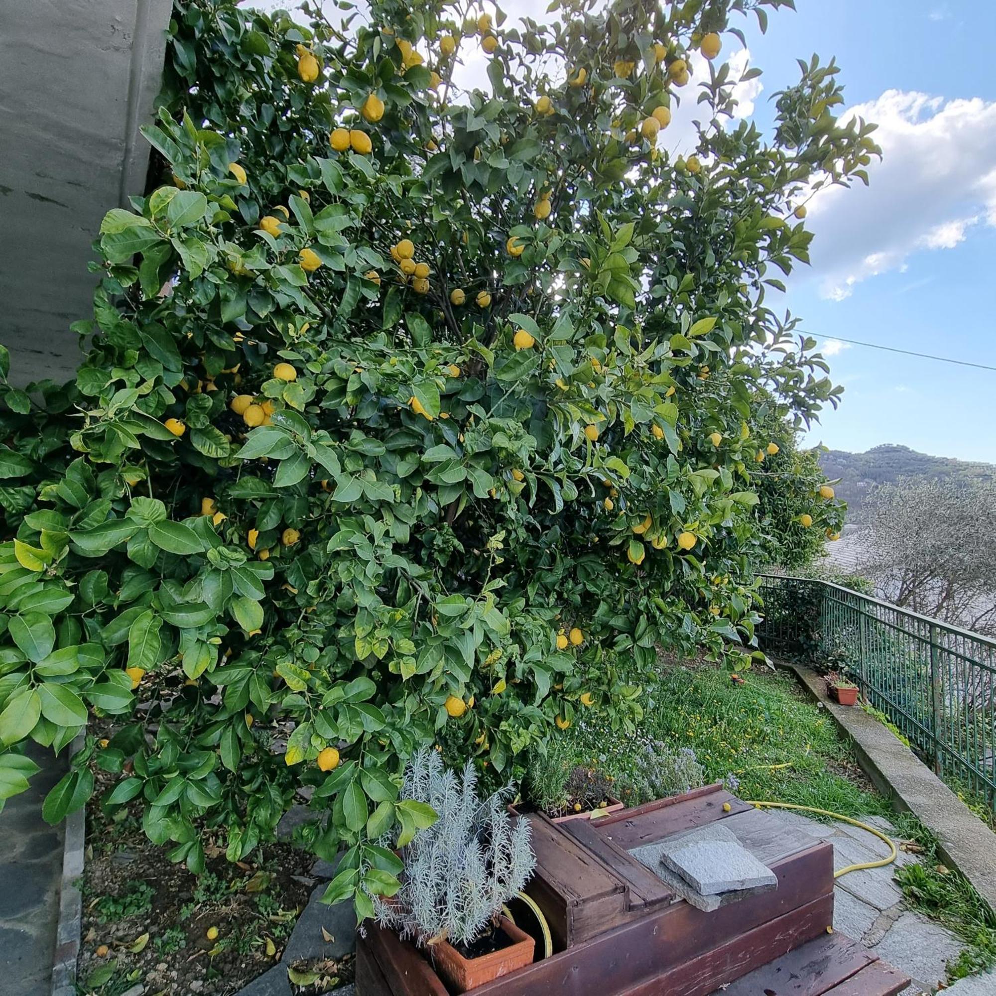 B&B La Terrazza Sui Fieschi Cogorno Экстерьер фото